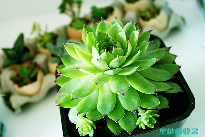 多肉植物养护秘诀：浇水、光照与土壤的选择 (多肉植物养护注意事项)