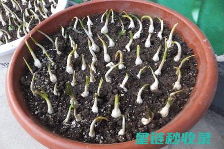 蒜苗种植技巧全解析：从选种到收获的每一步 (蒜苗种植技巧和方法)