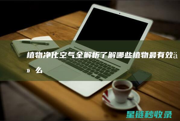 植物净化空气全解析：了解哪些植物最有效 (什么植物净化空气)