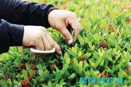 植物修剪技巧全解析：让你的绿植焕发生机与活力 (植物修剪技巧的心得感悟怎么写)