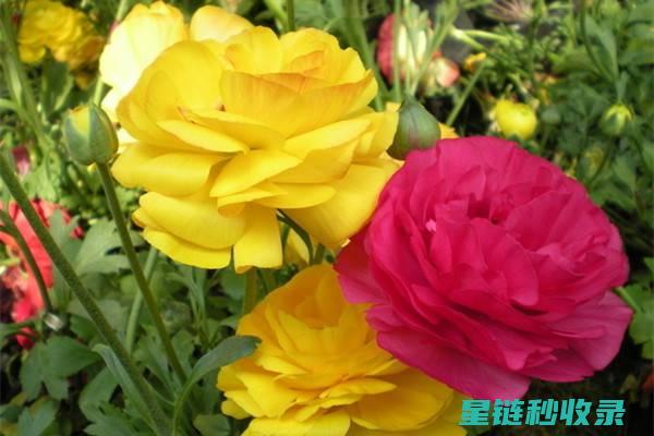 延长鲜花花期的秘诀：科学养护与环境调控 (怎么延长鲜花花期)