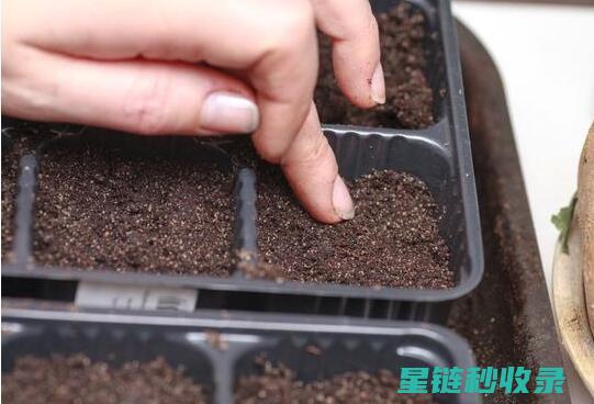 探索自制花肥：为你的花园注入绿色生机的秘密武器 (自制 花肥)