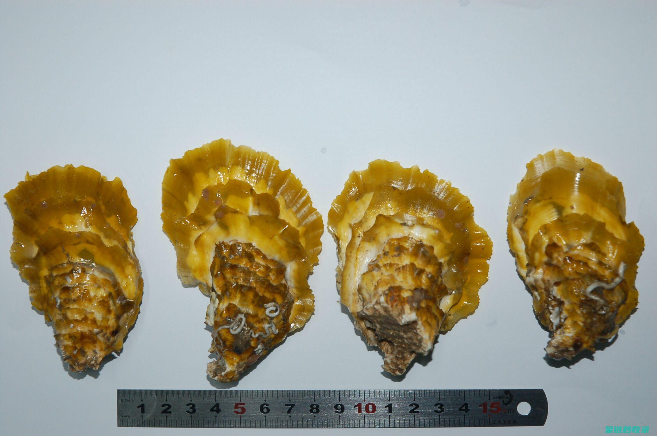 探究贝类吐沙行为：解锁海洋生物的觅食与环境适应之道 (贝类吐沙时,在水里放入什么会有奇效?)