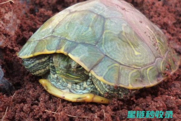 乌龟冬眠前的奇妙准备：大自然的秘密 (乌龟冬眠前的征兆)