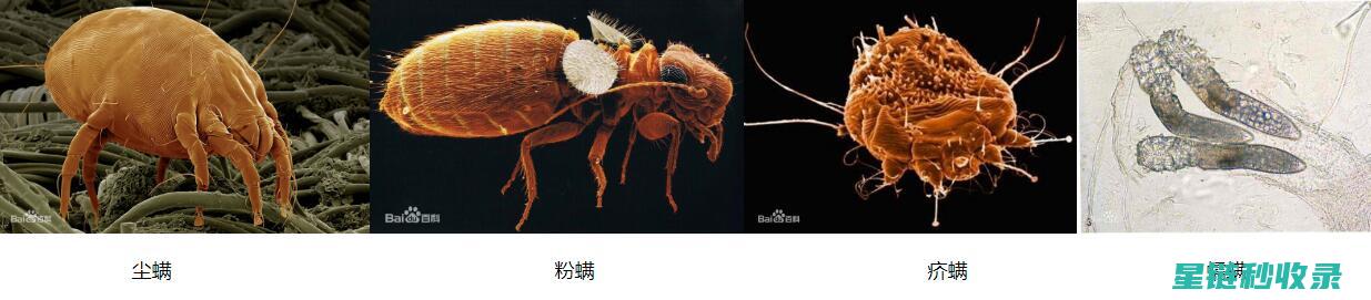 深入探究尘螨减少之道：环境调节与家居护理 (深入探究尘螨的方法)