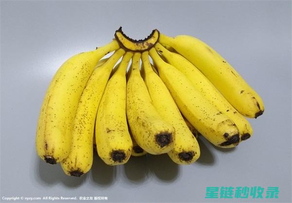 香蕉保鲜秘方：延长新鲜期的关键步骤 (香蕉保鲜秘方大全)