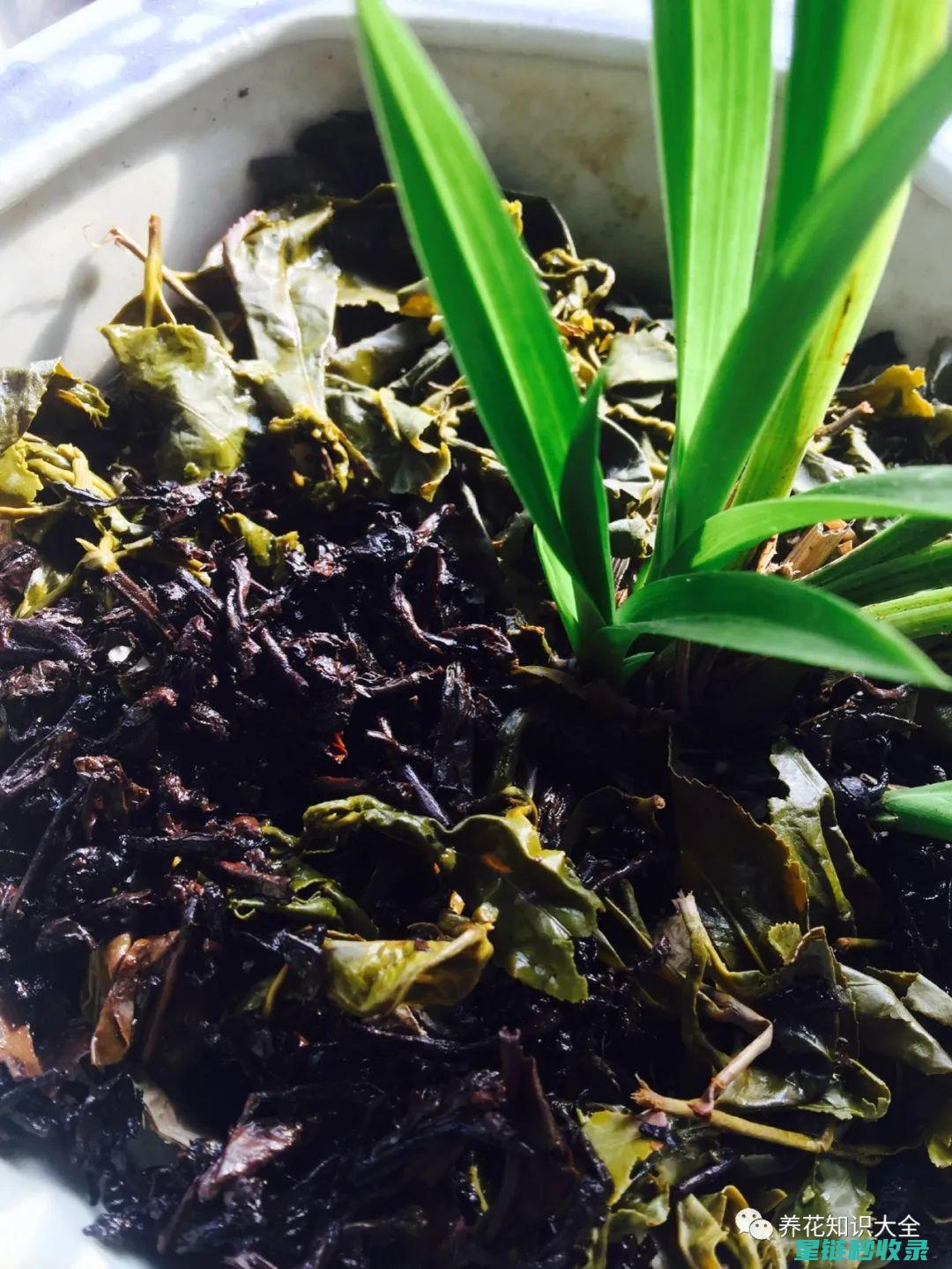 茶叶渣的环保新用途：从肥料到生物燃料 (茶叶渣的利用)