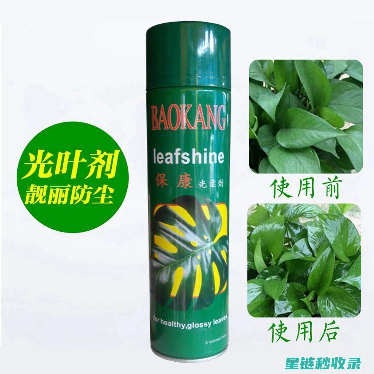 植物叶片光亮的养护艺术：从日常护理到特殊需求 (植物叶片光亮剂配方)