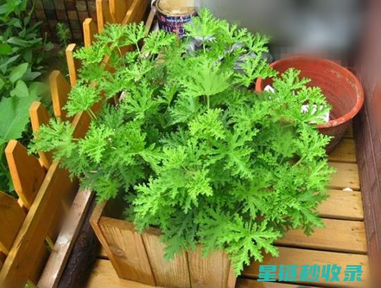 驱蚊植物在阳台上的应用实例 (驱蚊植物在阳光下好吗)