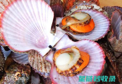 贝类吐沙的秘密：揭示其在生态系统中的角色 (贝类 吐沙)